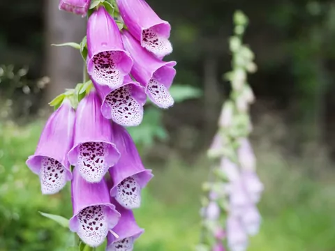 Naparstnica purpurowa: uprawa i odmiany