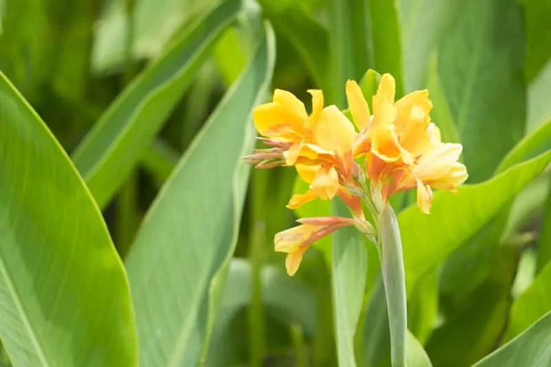 Kanna paciorecznik to atrakcyjna roślina do ogrodu, a także jej podlewanie, pielęgnacja i uprawa krok po kroku