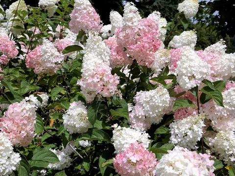 Pielęgnacja i rozmnażanie hortensji bukietowej