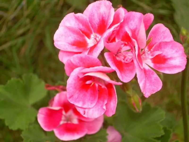 Zbliżenie na kwiatostan pelargonii – zachwycające kolory i pełne płatki Kwiat pelargonii angielskie