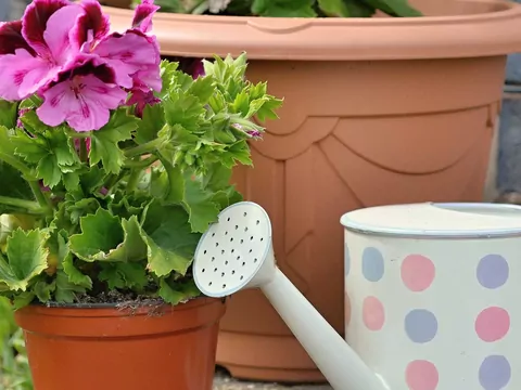 Pelargonia angielska - pielęgnacja i podlewanie
