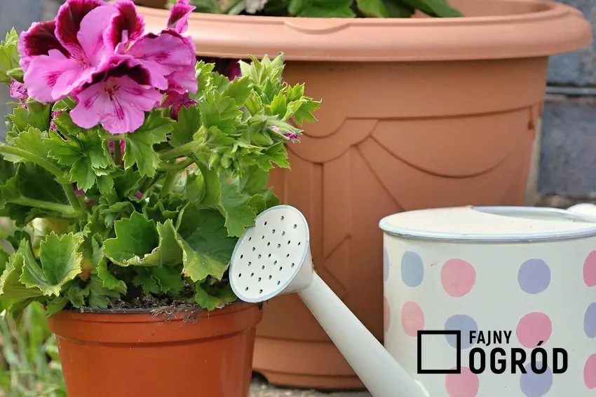 Pielęgnacja pelargonii w praktyce – podlewanie i nawożenie dla obfitego kwitnienia. Podlewanie i pielęgnacja pelargonii angielskiej sprawia, że roślina przepięknie kwitnie przez bardzo długi czas. Jej piękne kwiaty wymagają także nawożenia