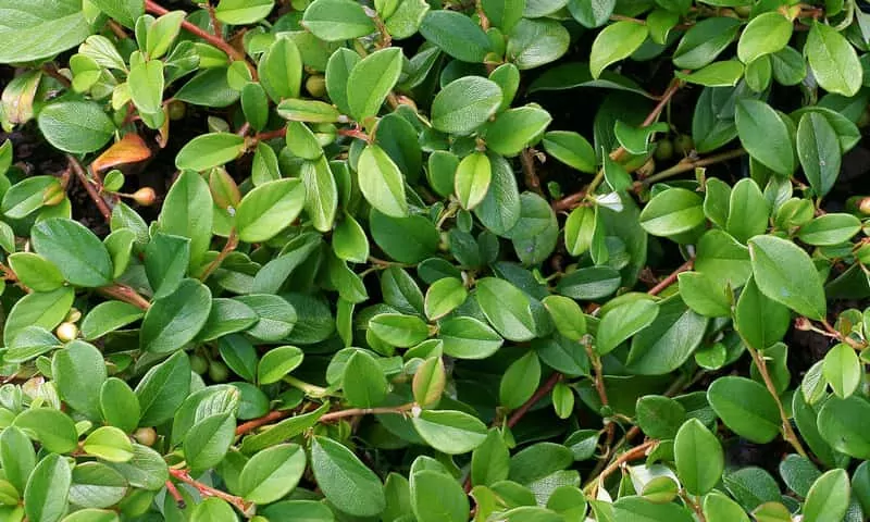 Irga Dammera Major o pięknych liściach, a także uprawa, pielęgnacja, rozmnażanie, cena oraz rozstawa rośliny krok po kroku