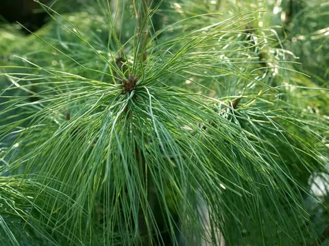 Sosna himalajska - uprawa i wymagania