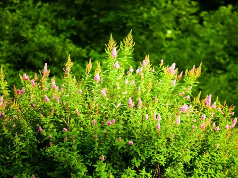 Budleja Dawida - uprawa i pielęgnacja