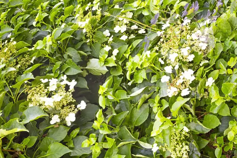 Hortensja pnąca o białych, drobnych kwiatach, a także wymagania, uprawa oraz pielęgnacja hortensji w ogrodzie