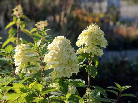 Hortensja pnąca: uprawa i pielęgnacja