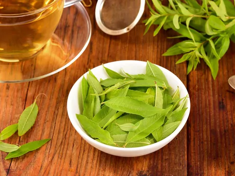 Werbena cytrynowa: uprawa i zastosowanie