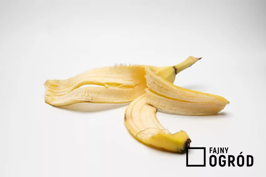 Skórka banana jako naturalny nawóz – wspiera wzrost i kwitnienie anturium skórka z banana