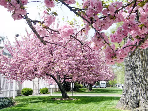 Wiśnia piłkowana w ogrodzie