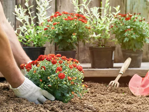 Złocień właściwy - uprawa i zastosowanie