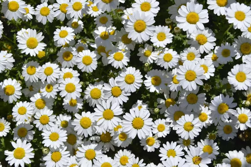 Złocień właściwy o delikatnych białych kwiatach o małym rozmiarze, a także uprawa, wymagania, właściwości i sadzenie