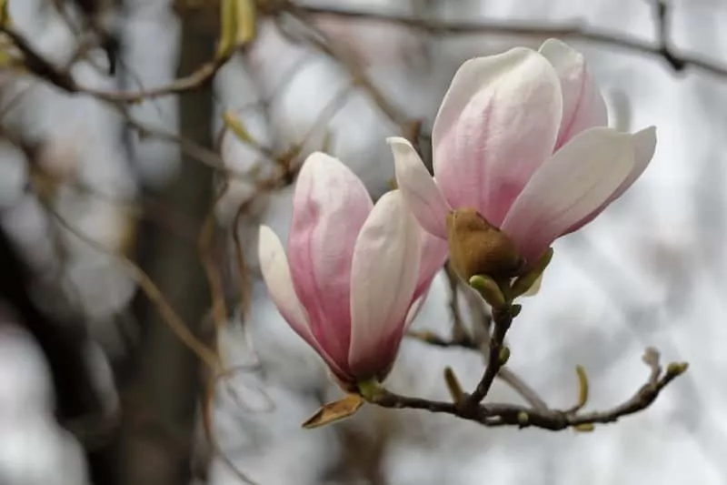 Kwiaty magnolii susany wczesną wiosną, czyli warunki uprawy, wymagania, sadzenie i pielęgnacja oraz walory dekoracyjne magnolii w ogrodzeie