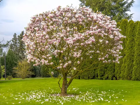 Magnolia Susan: sadzenie i pielęgnacja