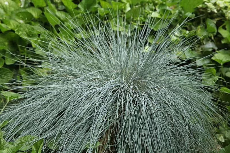 Kostrzewa sina, czyli popularna niebieska trawa - uprawa, pielęgnacja i inne porady Kostrzewa sina o niebieskich liściach, a także uprawa, pielęgnacja i sposób pielęgnacji trawy ozdobnej