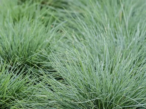 Kostrzewa sina: uprawa i pielęgnacja