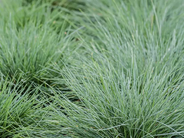 Kostrzewa sina: uprawa i pielęgnacja