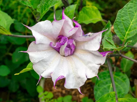 Datura w ogrodzie