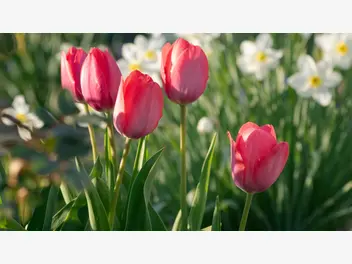 Ilustracja tulipany
