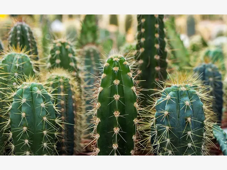 Ilustracja rośliny kaktusowate