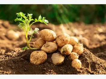 Ilustracja ziemniaki