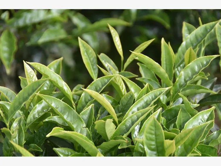 Ilustracja rośliny herbatowate