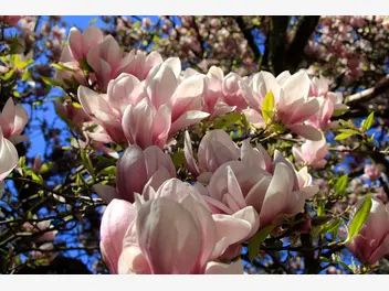 Ilustracja magnolia