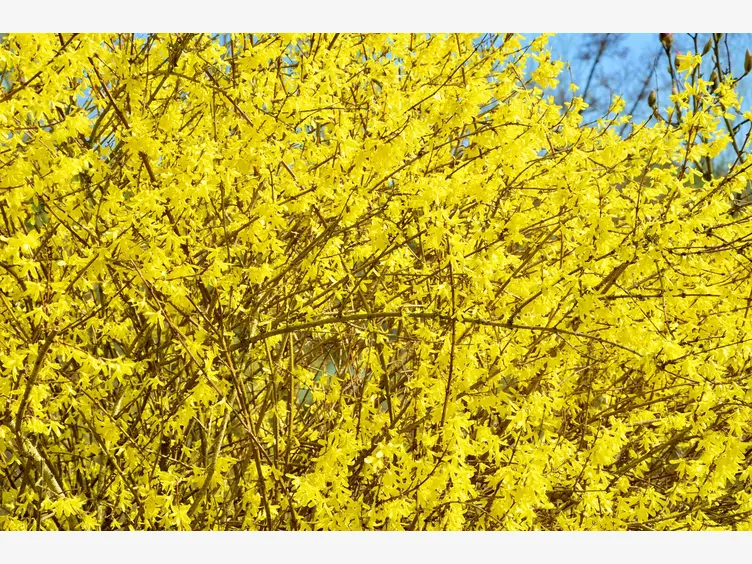 Ilustracja krzewy kwitnące na żółto
