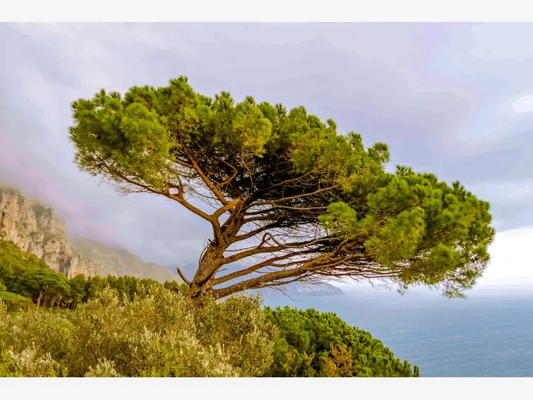 Ilustracja śródziemnomorskie drzewa iglaste
