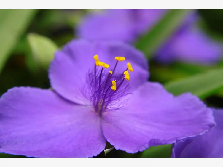 Ilustracja fioletowe kwiaty