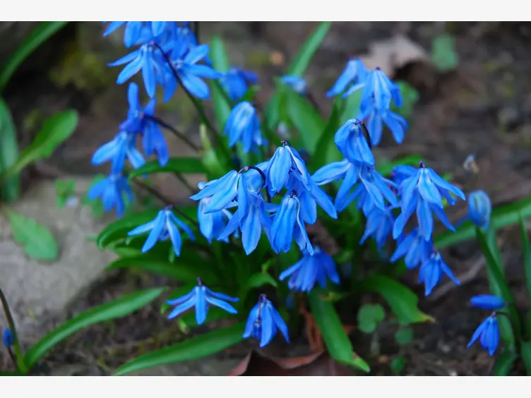 Ilustracja niebieskie kwiaty
