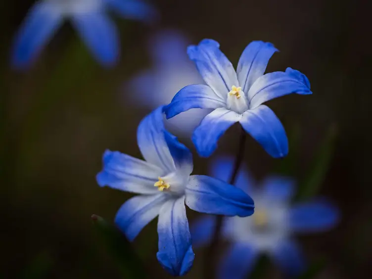 Ilustracja niebieskie kwiaty wiosenne