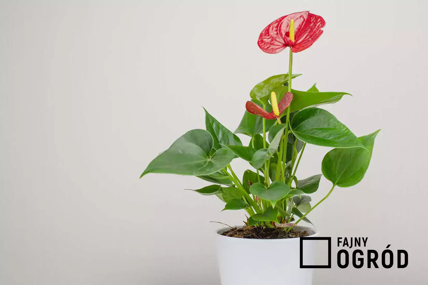 Trujce roliny doniczkowe - 53 gatunki | FajnyOgrod.pl