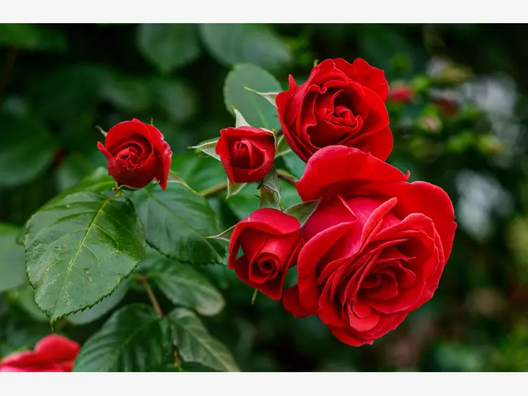 Ilustracja czerwone róże