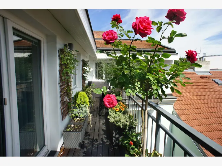 Ilustracja róże na balkon