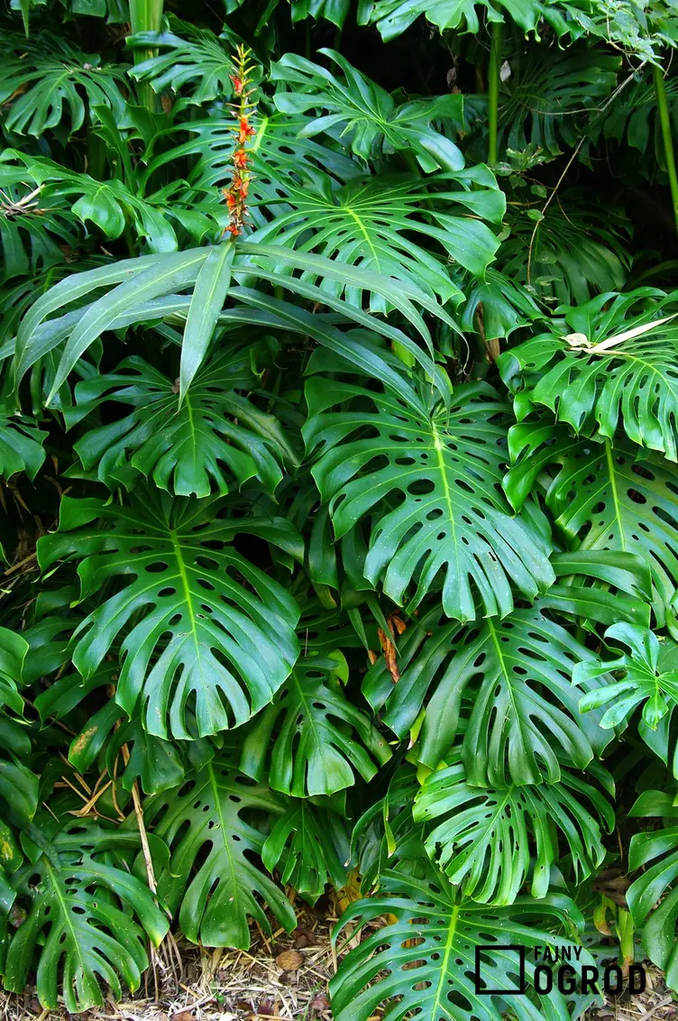 Filodendron monstera