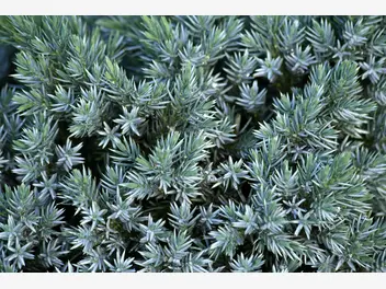 Ilustracja rośliny jałowiec łuskowaty 'blue star'