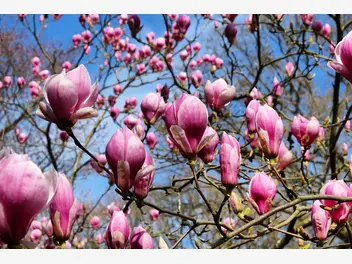 Zdjęcie ilustrujące magnolia pośrednia