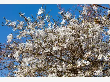 Magnolia gwiaździsta - zdjęcie 2
