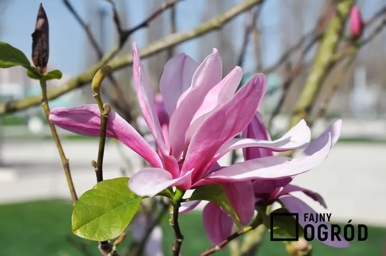 Zdjęcie przedstawia magnolię 'susan'