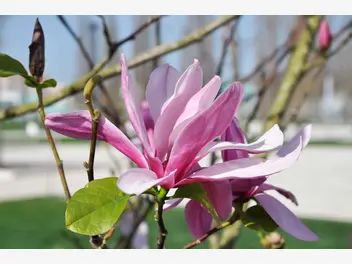 Ilustracja rośliny magnolia 'susan'