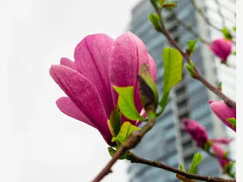 Magnolia purpurowa - zdjęcie 3