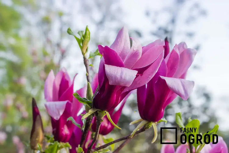 Zdjęcie przedstawia magnolię purpurową