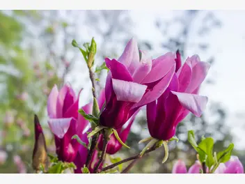 Ilustracja rośliny magnolia purpurowa