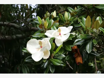 Magnolia wielkokwiatowa - zdjęcie 3