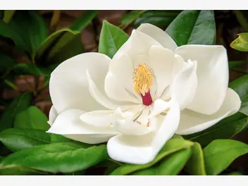 Ilustracja rośliny magnolia wielkokwiatowa