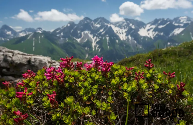 Zdjęcie przedstawia różanecznik alpejski