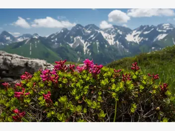 Ilustracja rośliny różanecznik alpejski