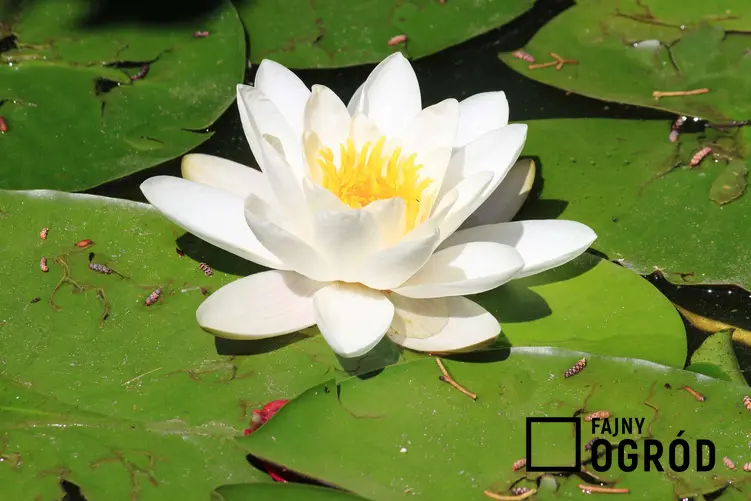 Zdjęcie przedstawia lilię wodną
