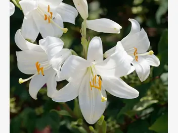Ilustracja rośliny lilia biała